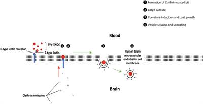 Overcoming Blood-Brain Barrier Resistance: Implications for Extracellular Vesicle-Mediated Drug Brain Delivery